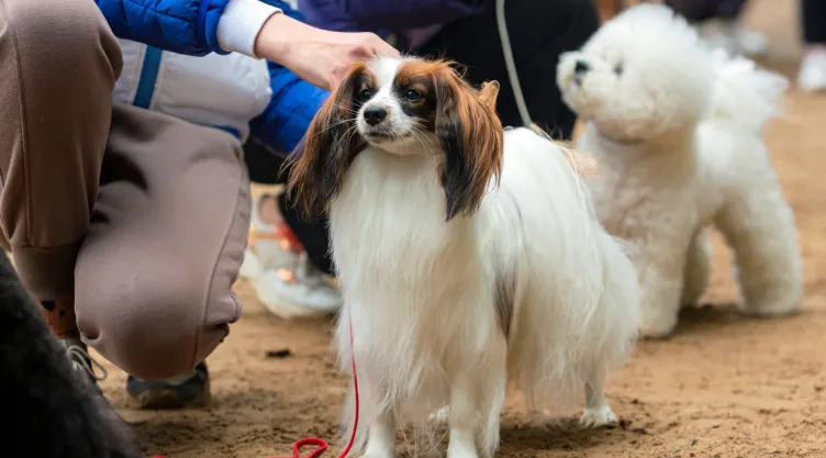¿Cuál es la raza de perro que menos te conviene en casa, según especialista?