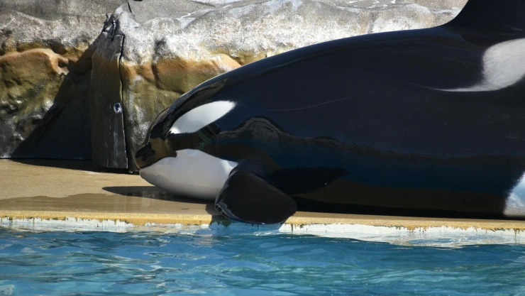Wikie y Keijo permanecen atrapadas en el parque marino abandonado Marineland Antibes.jpg