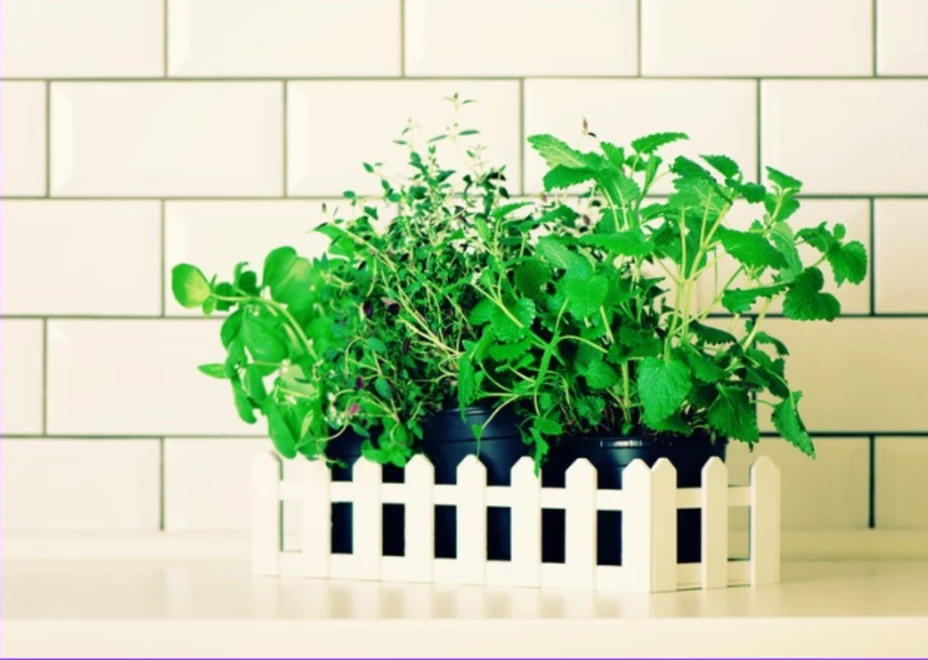 Plantas aromáticas en tu cocina