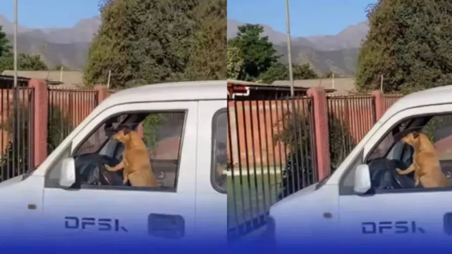 perrito toca el claxon