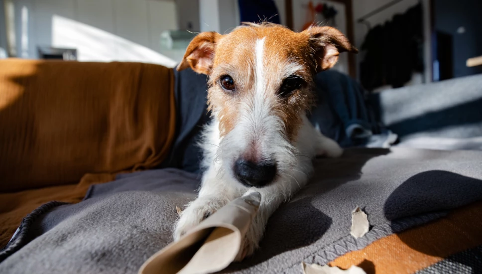 Perros rascando la cama y el sofá