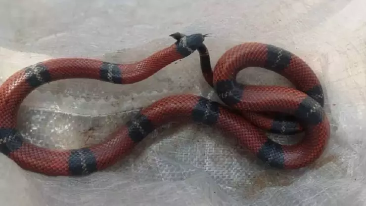 Mujer “entre la vida y la muerte” tras mordedura de SERPIENTE en Yucatán; esto se sabe