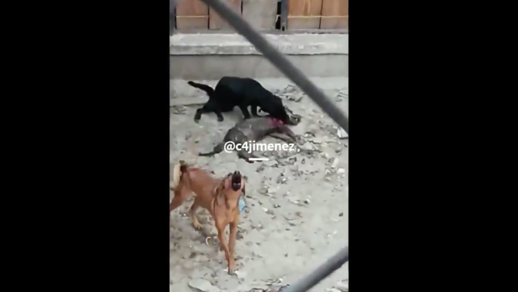 VIDEO | Abandonan a perros en casa de la CDMX; se comen a uno para sobrevivir