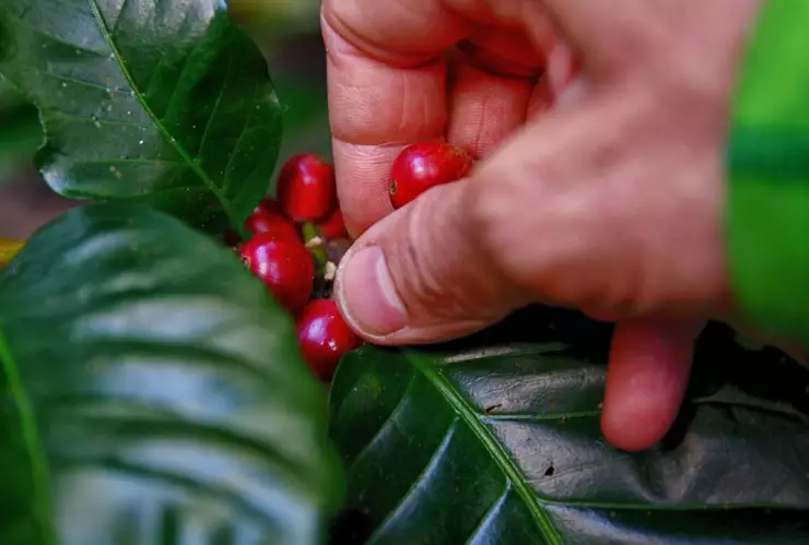 dia internacional del cafe.