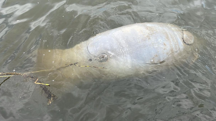 Manatí muerto Veracruz