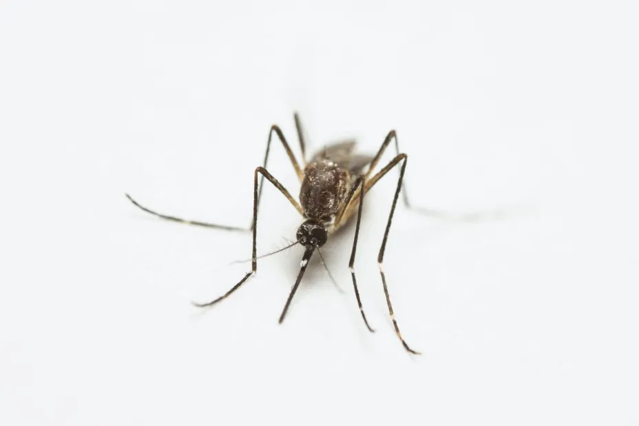 pexels-ignacio-vazquez-dengue.jpg