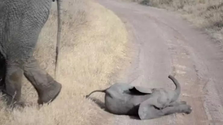 VIDEO_ Berrinche de un elefante bebé causa ternura en redes sociales