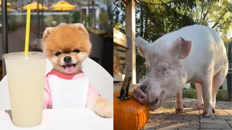 petfluencers, mascotas, dueños a.jpg