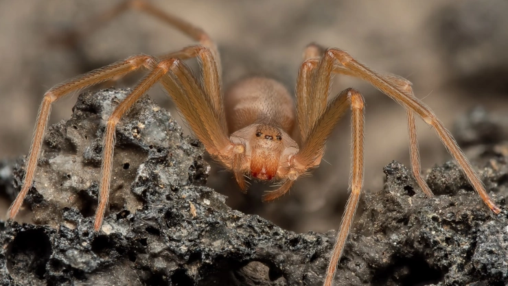 El paso a paso para hacer el mejor repelente contra la araña violinista en tu casa
