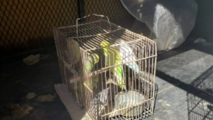 Aseguran siete aves de especies amenazadas en el Baratillo