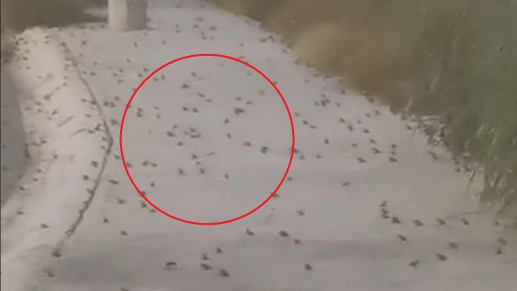 sapos nuevo león video plaga