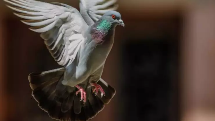 liberan en India paloma espía