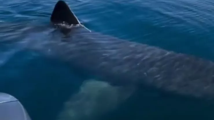 En VIDEO impactante, un pescador localizó en pleno mar un tiburón gigante con amenaza de ataque