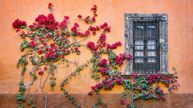 El arbusto medicinal que muchos podan sin saber que es un potente regenerador de sangre