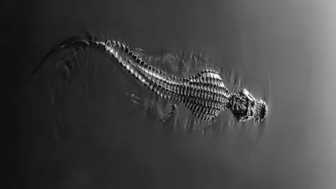 Niña muere al ser víctima de un ataque de cocodrilo cuando jugaba con sus hermanos