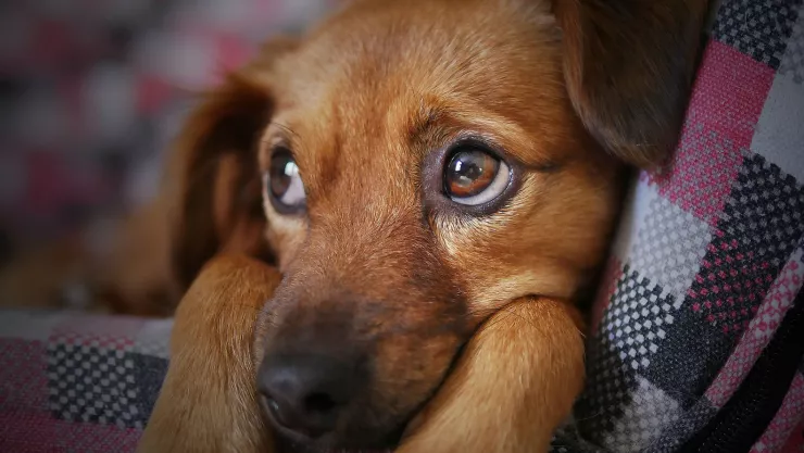 Imagen ilustrativa, Pixabay.