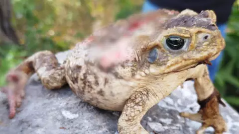 La ATERRADORA imagen que comprueba la plaga de sapos en este municipio de Yucatán