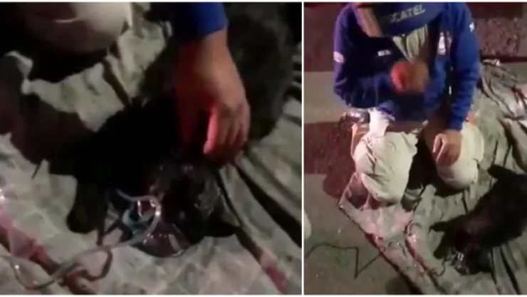 Bomberos colocan oxígeno a gato que fue rescatado del incendio en una vivienda