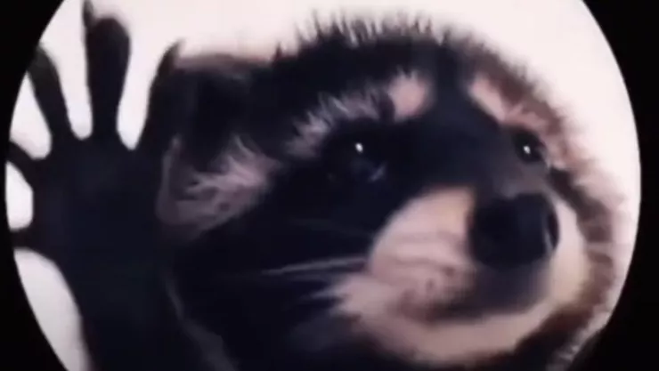 Sticker del Mapache Pedro en WhatsApp