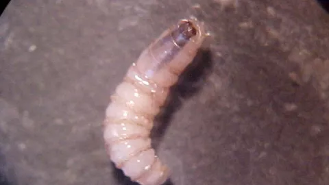 gusano barrenador miasis humana