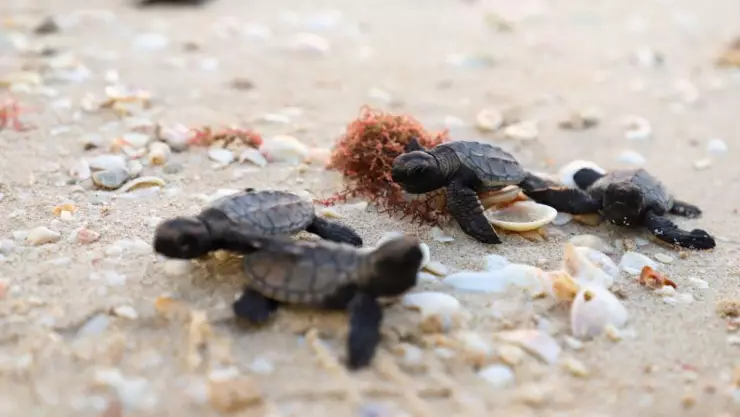 Así se vivió la liberación de crías de tortuga marina en Yucatán