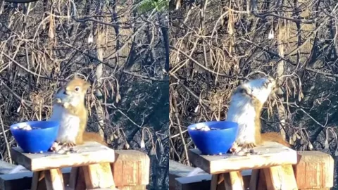 Ardilla borracha se vuelve viral