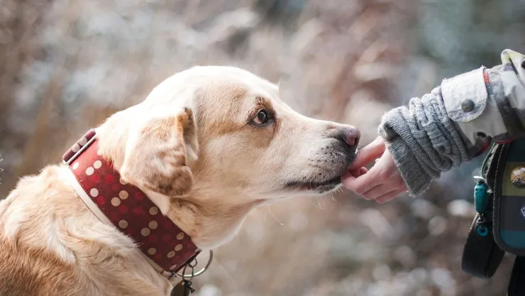 RUAC: Guía para tramitar el “CURP” para mascotas que ya es obligatorio en CDMX