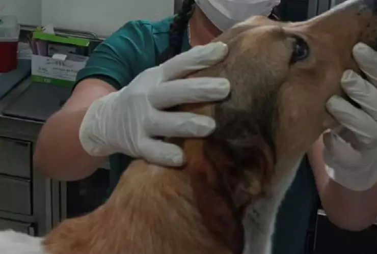 Se registra un nuevo caso de maltrato animal en México