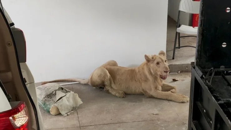 camboya_león
