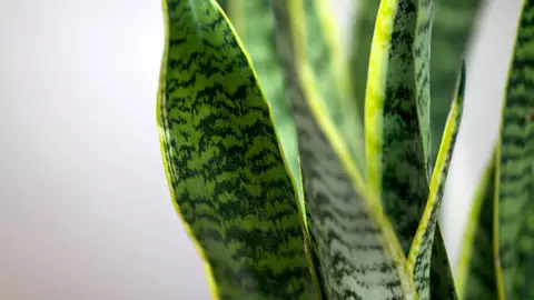 ¿Es la lengua de suegra la planta que lo cura todo?