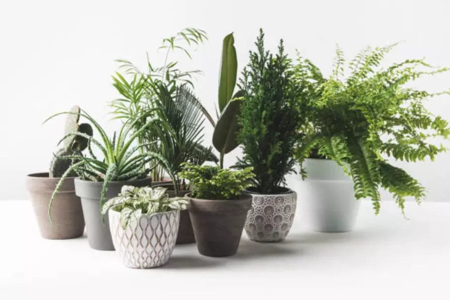 Las plantas que crecen rápidamente
