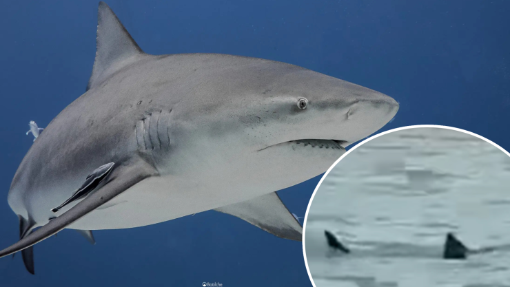 VIDEO: Sorprende avistamiento de tiburón toro en la Laguna de Nichupté