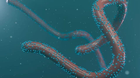 El virus de Marburgo, qué es y cuáles son sus síntomas