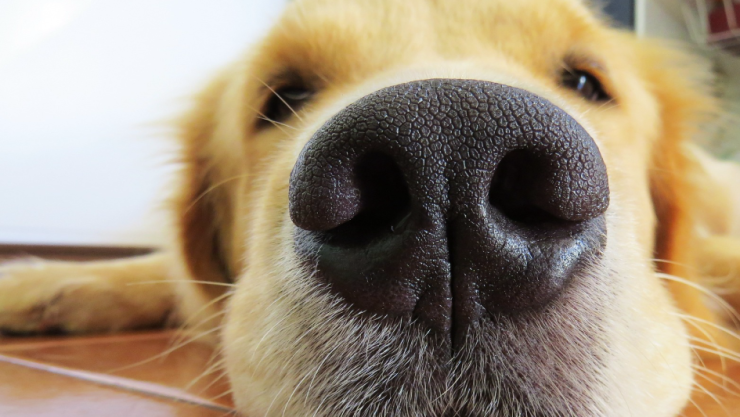 Los perros más inteligentes/ Foto: Pixabay