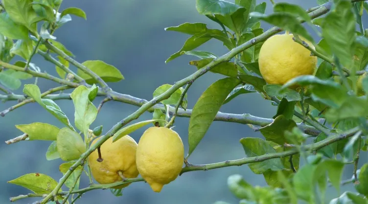 /estilo-de-vida/en-que-parte-casa-poner-arbol-de-limones-florezca