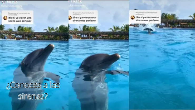 Video: Le preguntan a delfín sobre la existencia de sirenas y este lo confirma