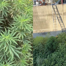 la-planta-marihuana-que-aparecio-cerca-del-consulado-eu-en-chihuahua-investiga-fgr