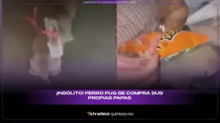 El insólito video de una Pug que entra sola a la tienda a comprar papitas