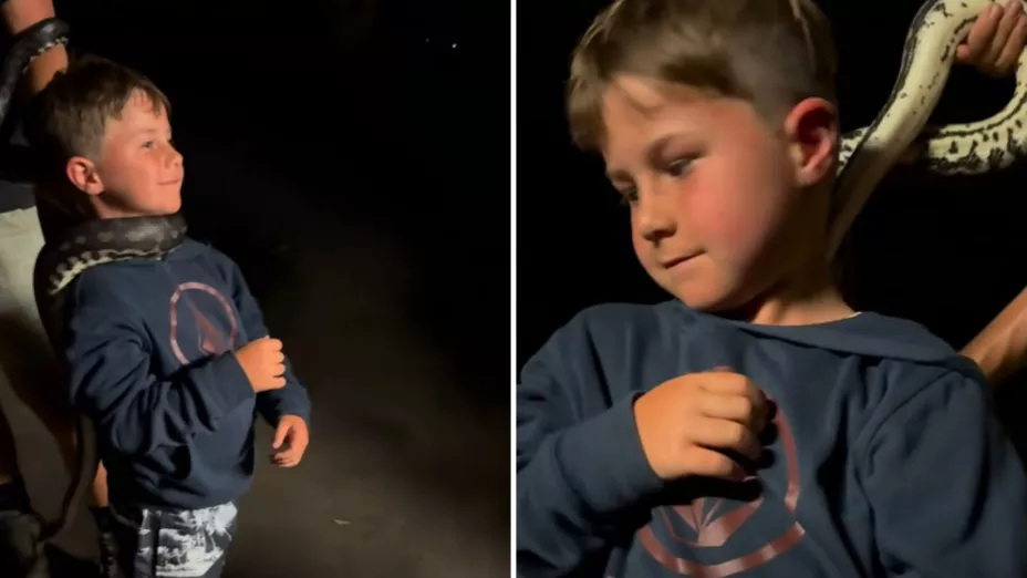 Cumpleaños aterrador niño sufre mordida de pitón.jpg