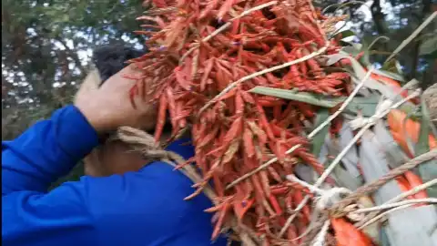 topada chiapa de corzo.jpeg
