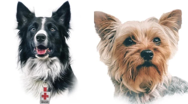 Athos y Tango: Los perritos por los que se hizo historia contra el maltrato animal en México
