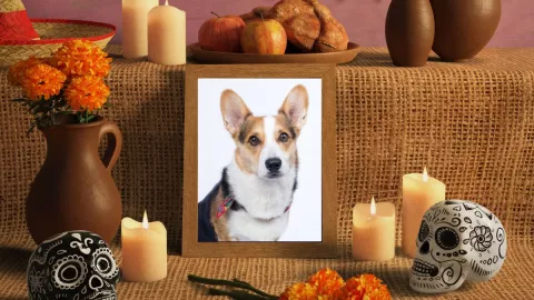 Día de Muertos Cuándo poner la ofrenda para las mascotas difuntas