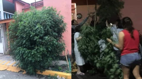 planta marihuana Veracruz.jpg