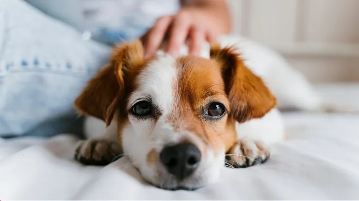 Esto es lo que realmente significa cuando tu perro te mira fijamente a la cara, según expertos