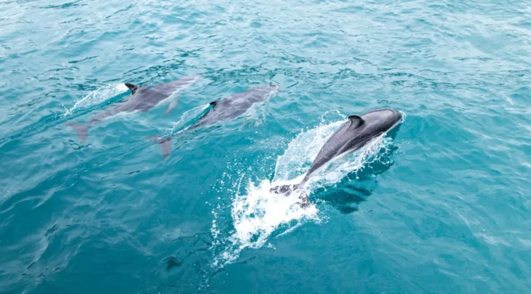 Investigadores hallaron fentanilo en la delfines de Texas.