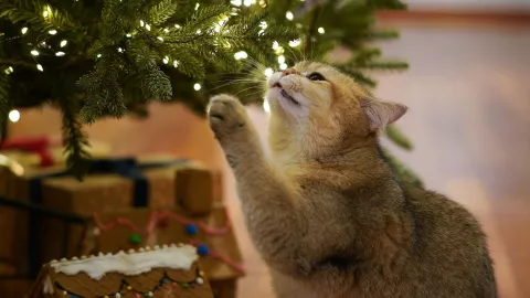 Evita que los gatos sean atraídos por el árbol de Navidad con este truco