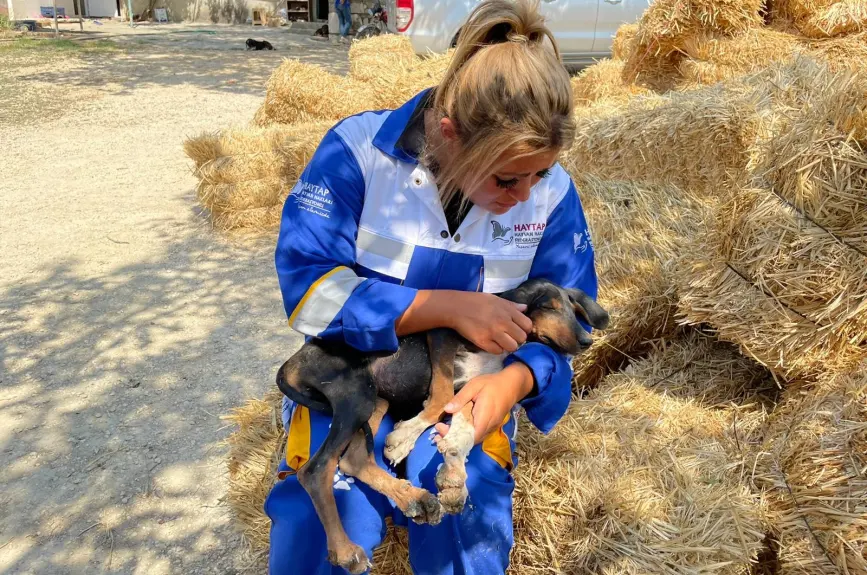 HAYTAP recoge a animales heridos por los incendios en Turquía