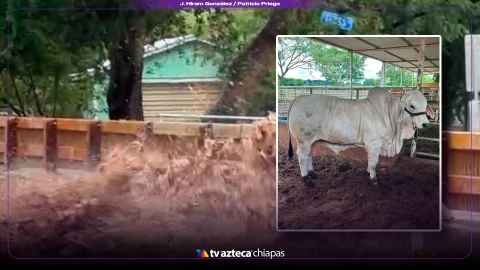 Ganaderos se anticipan a lluvias e inundaciones, Centla, Tabasco