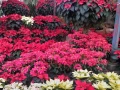 En estos mercados de flores puedes comprar nochebuenas en la CDMX