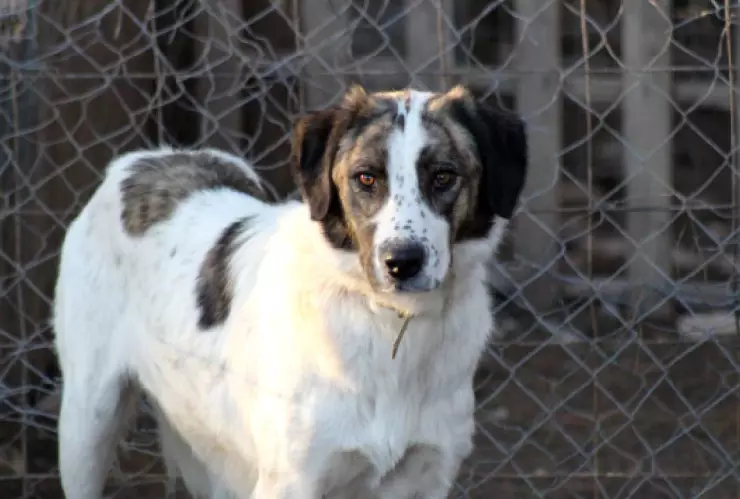 Maestra pude croquetas en lugar de flores en su funeral para donar